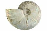 Silver Iridescent Ammonite (Cleoniceras) Fossil - Madagascar #346734-1